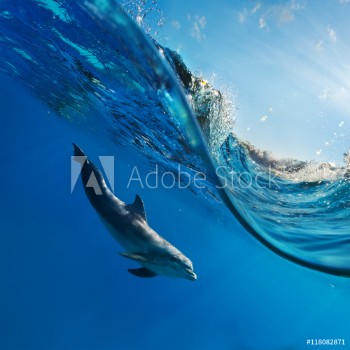Picture of A dolphin swimming underwater